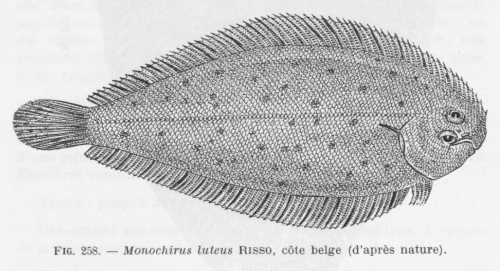 Poll (1947, fig. 258)