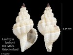 Leufroyia leufroyi