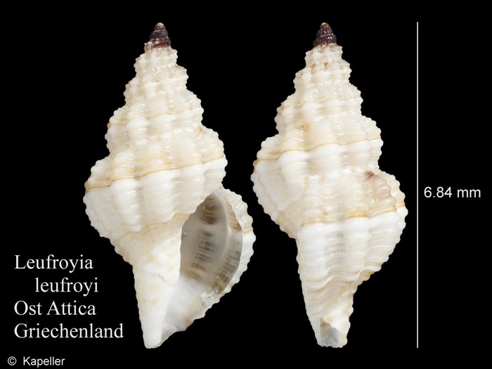 Leufroyia leufroyi