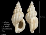 Leufroyia leufroyi