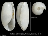 Retusa umbilicata, author: Kapeller, Rudolf