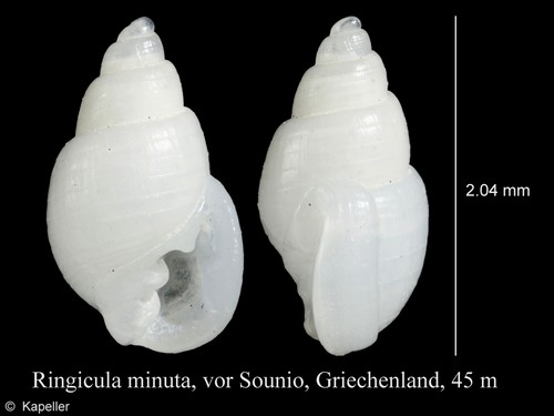 Ringicula minuta Ringicula minuta