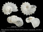 Dasyskenea nilarum