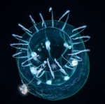 Melicertum tropicalis