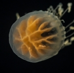 Dichotomia cannoides; from Gulfstream off Florida, USA