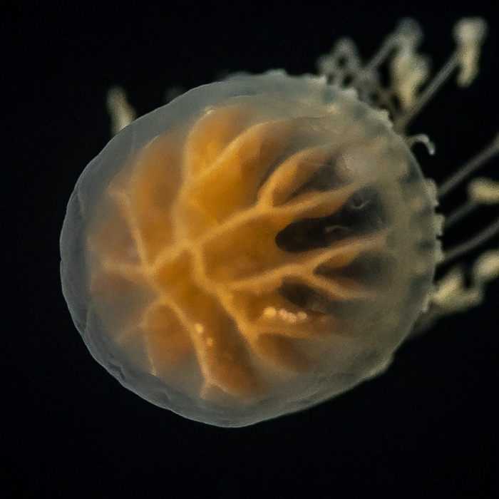 Dichotomia cannoides; from Gulfstream off Florida, USA