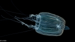 Leuckartiara adnata, bell height 6 mm
