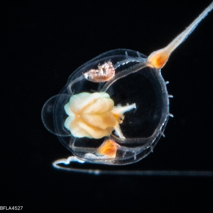 Amphinema rugosum - bell height 2.5mm Amphinema rugosum - bell height 2.5mm
