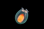 Cnidocodon leopoldi - belll height 2mm 