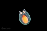 Cnidocodon leopoldi - belll height 2mm 