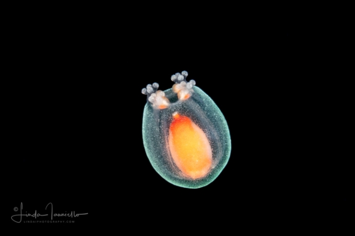 Cnidocodon leopoldi - belll height 2mm 