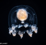 Podocoryna martinicana - bell height 2.5mm 