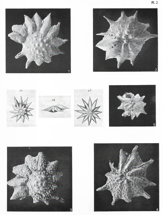 Calcarina calcar d'Orbigny in Deshayes, 1830 Calcarina calcar d'Orbigny in Deshayes, 1830