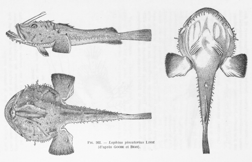 Poll (1947, fig. 262)