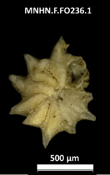 Calcarina calcar d'Orbigny in Deshayes, 1830 Calcarina calcar d'Orbigny in Deshayes, 1830