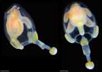 Corymorpha typica, from Japan, scale bars 1 mm