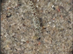 Mysis gaspensis