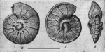 Brotzenella turkmenica Bugrova, 1978