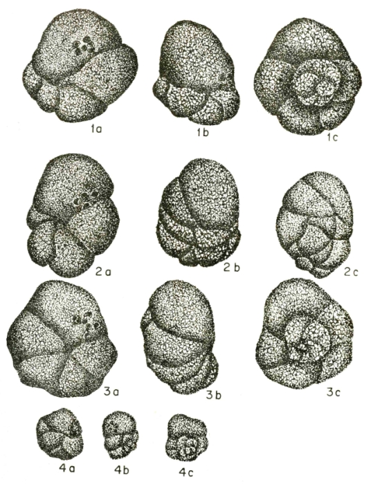 Barnardina semirugosa Kalantari, 1970 Barnardina semirugosa Kalantari, 1970