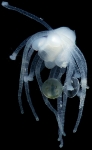Marsipohydra pacifica,living holotype, from Sanamyan & Sanamyan (2012)