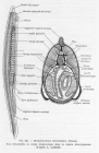 Poll (1947, fig. 265)