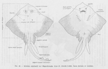 Poll (1947, fig. 049)