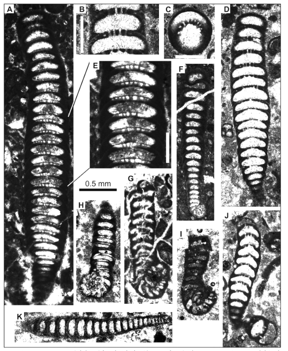Coscinospira prima Schlagintweit, Rashidi & Kohkan, 2020 Coscinospira prima Schlagintweit, Rashidi & Kohkan, 2020