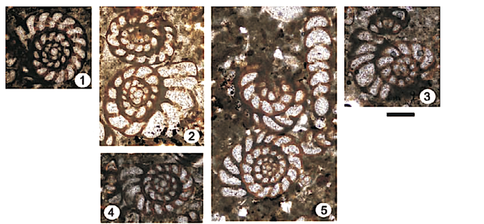 Coscinospira sivasensis Sirel & Özgen-Erdem in Sirel, Özgen-Erdem & Kangal, 2013 Coscinospira sivasensis Sirel & Özgen-Erdem in Sirel, Özgen-Erdem & Kangal, 2013