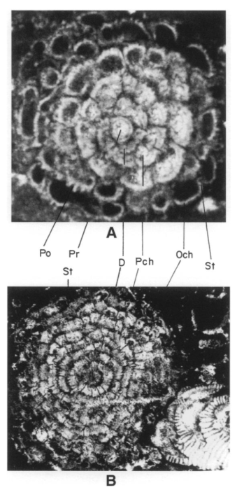 Orduella sphaerica Sirel, 1999 Orduella sphaerica Sirel, 1999