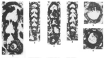 Haymanella paleocenica Sirel, 1999