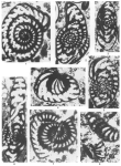 Hottingerina anatolica Sirel, 1999