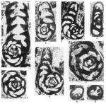 Kayseriella decastroi Sirel, 1999
