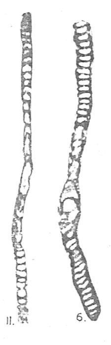 Peneroplis evolutus Henson, 1950 Peneroplis evolutus Henson, 1950