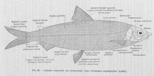 Poll (1947, fig. 083)