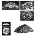 Neotrocholina valdensis Reichel, 1956, author: Consorti, Lorenzo