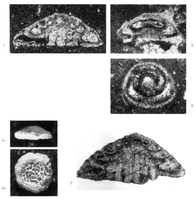 Neotrocholina valdensis Reichel, 1956 Neotrocholina valdensis Reichel, 1956