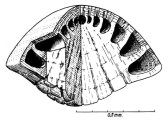 Neotrocholina friburgensis Guillaume & Reichel, 1957, author: Consorti, Lorenzo