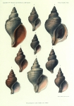Dautzenberg, Ph.; Fischer, H. (1912). Mollusques provenant des campagnes de l'Hirondelle et de la Princesse-Alice dans les Mers du Nord. Résultats des Campagnes Scientifiques Accomplies sur son Yacht par Albert Ier Prince Souverain