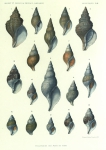 Dautzenberg, Ph.; Fischer, H. (1912). Mollusques provenant des campagnes de l'Hirondelle et de la Princesse-Alice dans les Mers du Nord. Résultats des Campagnes Scientifiques Accomplies sur son Yacht par Albert Ier Prince Souverain