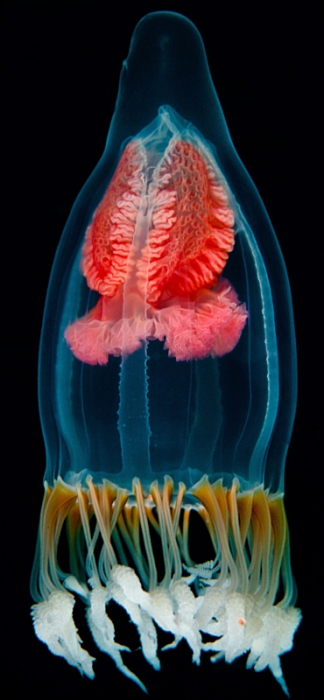 Neoturris pileata, Mediterranean Neoturris pileata, Mediterranean