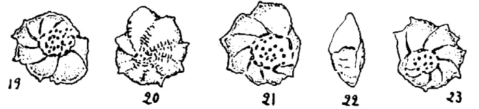 Neorotalia minuta Colom, 1954 Neorotalia minuta Colom, 1954