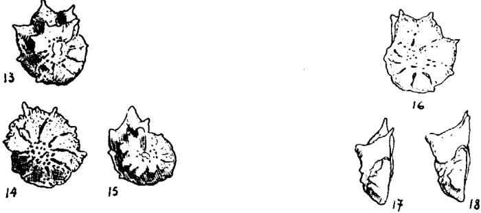 Neorotalia bicarinata Colom, 1954 Neorotalia bicarinata Colom, 1954