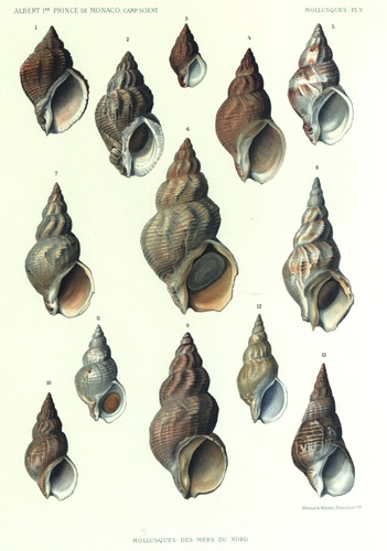 Dautzenberg & Fischer (1912, pl. 05) Dautzenberg & Fischer (1912, pl. 05)