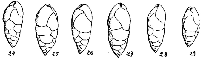 Bulimina aspensis Colom, 1954 Bulimina aspensis Colom, 1954