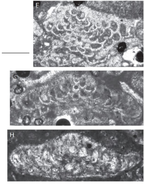 Neoplanorbulinella malatyaensis Gedik, 2017 Neoplanorbulinella malatyaensis Gedik, 2017