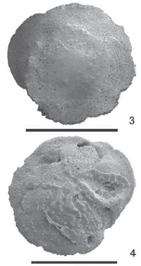 Asterigerinella jonesi Rögl & Briguglio, 2018 Asterigerinella jonesi Rögl & Briguglio, 2018