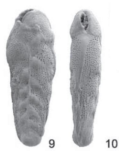 Brizalina keralensis Rögl & Briguglio, 2018 Brizalina keralensis Rögl & Briguglio, 2018