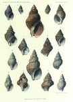 <B>Dautzenberg, Ph.; Fischer, H.</B> (1912). Mollusques provenant des campagnes de l'Hirondelle et de la Princesse-Alice dans les Mers du Nord. Résultats des Campagnes Scientifiques Accomplies sur son Yacht par Albert Ier Prince Souverain