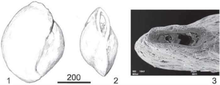Pseudomassilina quilonensis Rögl & Briguglio, 2018 Pseudomassilina quilonensis Rögl & Briguglio, 2018