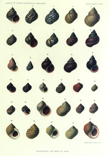 Dautzenberg & Fischer (1912, pl. 09) Dautzenberg & Fischer (1912, pl. 09)
